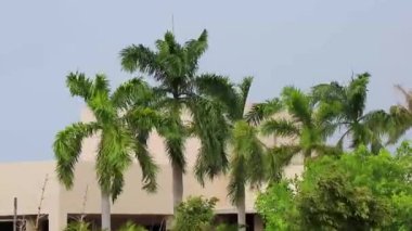 Karayip Playa del Carmen Quintana Roo Meksika 'da rüzgarlı bulutlu gökyüzü arka planına sahip tropik doğal Meksika palmiye ağacı palmiyeleri.