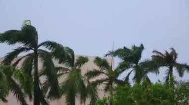 Karayip Playa del Carmen Quintana Roo Meksika 'da rüzgarlı bulutlu gökyüzü arka planına sahip tropik doğal Meksika palmiye ağacı palmiyeleri.