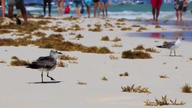 Martı martıları deniz kuşları Playa del Carmen Quintana Roo Meksika 'da beyaz kumsalda yürüyor..