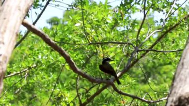 Büyük Kiskadee sarı erkek, dişi kuş kuşları tropik Meksika Karayipleri Playa del Carmen Quintana Roo Meksika 'da bir ağaç tepesinde oturuyor..