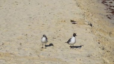 Martı martıları deniz kuşları Playa del Carmen Quintana Roo Meksika 'da beyaz kumsalda yürüyor..