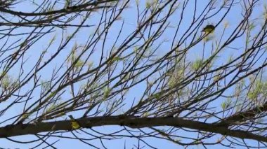 Büyük Kiskadee sarı erkek, dişi kuş kuşları tropik Meksika Karayipleri Playa del Carmen Quintana Roo Meksika 'da bir ağaç tepesinde oturuyor..