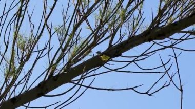 Büyük Kiskadee sarı erkek, dişi kuş kuşları tropik Meksika Karayipleri Playa del Carmen Quintana Roo Meksika 'da bir ağaç tepesinde oturuyor..