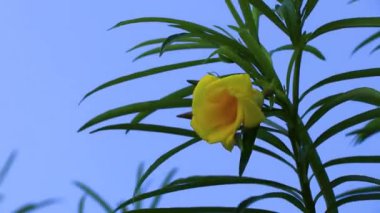 Playa del Carmen Meksika 'da yeşil yapraklı ve mavi gökyüzü olan ağaçtaki sarı Oleander çiçeği..