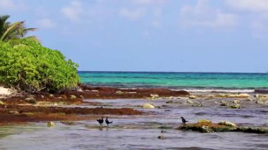 Büyük Kuyruklu Grackle Quiscalus Meksikalısı erkek kuş dişi kuş Playa del Carmen Quintana Roo 'daki tropik Meksika Karayip sahilinde kayalıklarda iğrenç yosun sargaso yiyor..