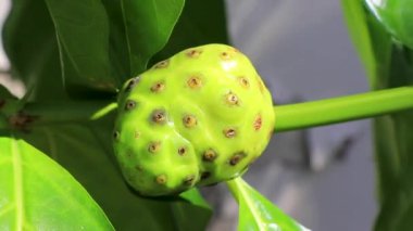 Playa del Carmen Quintana Roo Mexico 'da karıncaların en sevdiği çiçeklerden oluşan Noni peynirli Morinda citrifolia..