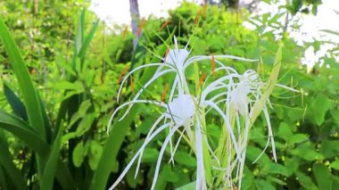 Playa del Carmen Quintana Roo Meksika 'daki tropik yeşil doğa ormanlarının arka planında parmağı olan turuncu polenle Hymenocallis Caribaea Karayipli nilüfer çiçeği benzeri beyaz çiçeğine dokunun..