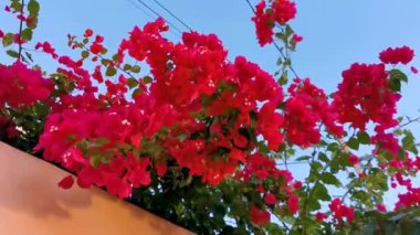 Güzel bougainvillea kırmızı ve pembe çiçekler ve çiçek ağaçları Playa del Carmen Quintana Roo Meksika 'da arka planda.