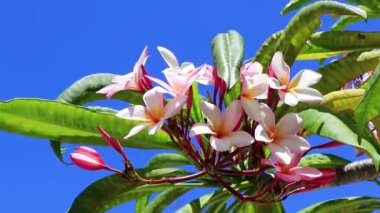 Playa del Carmen Meksika 'da açık mavi gökyüzü ile beyaz pembe ve sarı çiçekli bir tesisat..