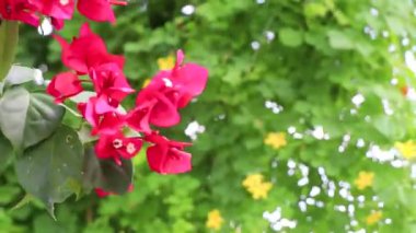Güzel bougainvillea kırmızı ve pembe çiçekler ve çiçek ağaçları Playa del Carmen Quintana Roo Meksika 'da arka planda.