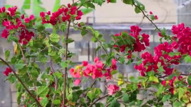 Güzel bougainvillea kırmızı ve pembe çiçekler ve çiçek ağaçları Playa del Carmen Quintana Roo Meksika 'da arka planda.