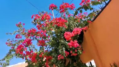 Güzel bougainvillea kırmızı ve pembe çiçekler ve çiçek ağaçları Playa del Carmen Quintana Roo Meksika 'da arka planda.