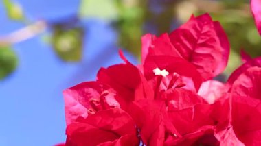 Güzel bougainvillea kırmızı ve pembe çiçekler ve çiçek ağaçları Playa del Carmen Quintana Roo Meksika 'da arka planda.