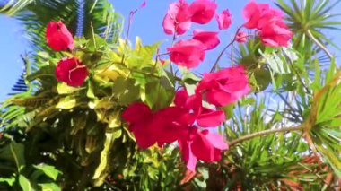 Güzel bougainvillea kırmızı ve pembe çiçekler ve çiçek ağaçları Playa del Carmen Quintana Roo Meksika 'da arka planda.