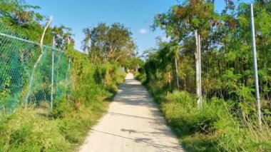 Karayip Playa del Carmen Quintana Roo Meksika 'daki bitki ve palmiye ağaçları arasındaki doğa ormanında tropik doğal yürüyüş yolu..