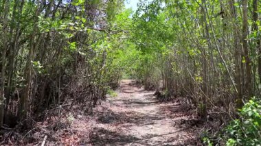 Karayip Playa del Carmen Quintana Roo Meksika 'daki bitki ve palmiye ağaçları arasındaki doğa ormanında tropik doğal yürüyüş yolu..