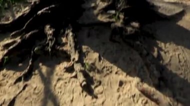 Karayip Playa del Carmen Quintana Roo Meksika 'daki bitki ve palmiye ağaçları arasındaki doğa ormanında tropik doğal yürüyüş yolu..