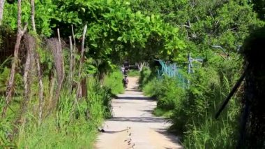 Karayip Playa del Carmen Quintana Roo Meksika 'daki bitki ve palmiye ağaçları arasındaki doğa ormanında tropik doğal yürüyüş yolu..