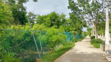 Karayip Playa del Carmen Quintana Roo Meksika 'daki bitki ve palmiye ağaçları arasındaki doğa ormanında tropik doğal yürüyüş yolu..