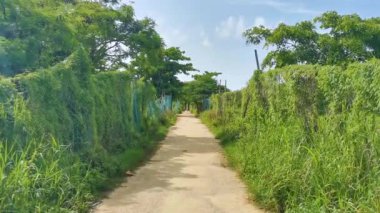 Karayip Playa del Carmen Quintana Roo Meksika 'daki bitki ve palmiye ağaçları arasındaki doğa ormanında tropik doğal yürüyüş yolu..