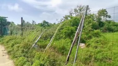 Karayip Playa del Carmen Quintana Roo Meksika 'daki bitki ve palmiye ağaçları arasındaki doğa ormanında tropik doğal yürüyüş yolu..