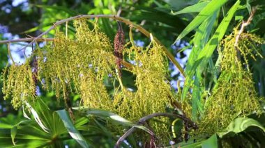 Palmiye ağacı tohum bırakır tropik yeşil egzotik meyveler ve Karayipler 'de Maya palmiyeleri yağmur ormanlarında Playa del Carmen Quintana Roo Meksika.