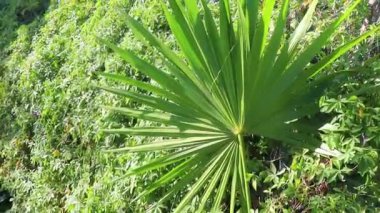 Palmiye ağacı tohum bırakır tropik yeşil egzotik meyveler ve Karayipler 'de Maya palmiyeleri yağmur ormanlarında Playa del Carmen Quintana Roo Meksika.