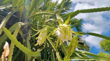 Beyaz ve sarı çiçek ve bitkiler Pitahaya pitaya yusufçuğu kaktüsü tropikal bahçe ormanlarında ve Karayip doğasında Playa del Carmen Quintana Roo Meksika 'da.