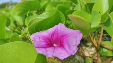 Pembe mor Meksika Mor Sabahı İhtişamlı Ipomoea çiçekleri çitin üzerinde yeşil yapraklarla Playa del Carmen Meksika 'da.