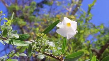 Playa del Carmen Quintana Roo Meksika 'da tropikal bahçe ormanlarında ve Karayip doğasında beyaz ve sarı çiçek ve bitkiler..