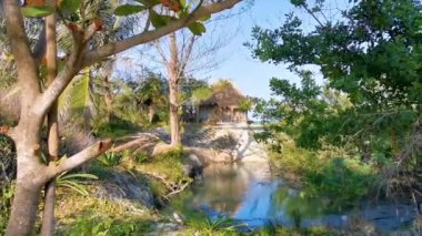 Playa del Carmen Quintana Roo Meksika 'da tropik mangrov ormanı nehir gölü.