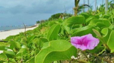 Pembe mor Meksika Mor Sabahı İhtişamlı Ipomoea çiçekleri çitin üzerinde yeşil yapraklarla Playa del Carmen Meksika 'da.