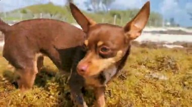 Köpek sokak köpekleri Playa del Carmen Quintana Roo Mexico 'da bir sopayla koşup yürüyor..