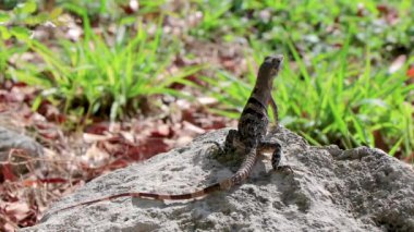 Dev Iguana kertenkele kertenkele kertenkele kertenkele hayvanı Playa del Carmen Quintana Roo Meksika 'daki doğal tropikal orman ve ormanlarda kayaların üzerinde oturur..