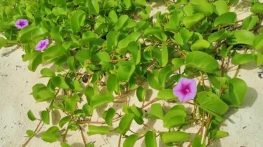 Pembe mor Meksika Mor Sabahı İhtişamlı Ipomoea çiçekleri çitin üzerinde yeşil yapraklarla Playa del Carmen Meksika 'da.