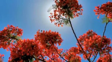 Flamboyant or Delonix Regia red flowers closeup. Beautiful tropical flame tree flowers. Royal Poinciana Tree or Flame Tree or Peacock Flower in Playa del Carmen Quintana Roo Mexico.