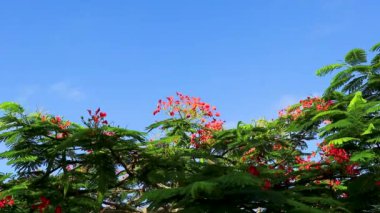 Flamboyant or Delonix Regia red flowers closeup. Beautiful tropical flame tree flowers. Royal Poinciana Tree or Flame Tree or Peacock Flower in Playa del Carmen Quintana Roo Mexico.