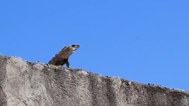 Meksikalı iguana sürüngen kertenkele Playa del Carmen Quintana Roo Meksika 'da mavi gökyüzü ile bir duvar kayası üzerinde yatıyor.