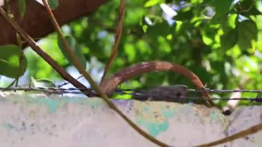 Meksikalı iguana sürüngen kertenkelesi Playa del Carmen Quintana Roo Meksika 'da tropikal doğada bir kaya duvarına saklanır..
