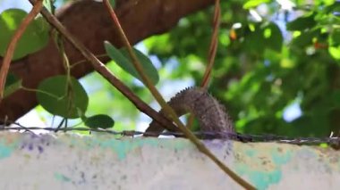 Meksikalı iguana sürüngen kertenkelesi Playa del Carmen Quintana Roo Meksika 'da tropikal doğada bir kaya duvarına saklanır..