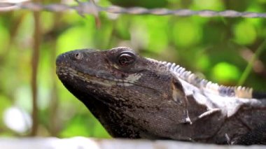 Meksika iguana sürüngen kertenkelesi Playa del Carmen Quintana Roo Meksika 'da tropikal doğada bir duvar kayasının üzerinde yatıyor..