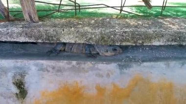 Meksikalı iguana sürüngen kertenkelesi Playa del Carmen Quintana Roo Meksika 'da tropikal doğada bir kaya duvarına saklanır..