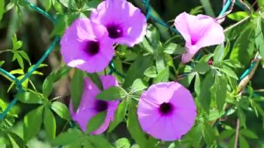 Pembe mor Meksika Mor Sabahı İhtişamlı Ipomoea çiçekleri çitin üzerinde yeşil yapraklarla Playa del Carmen Meksika 'da.