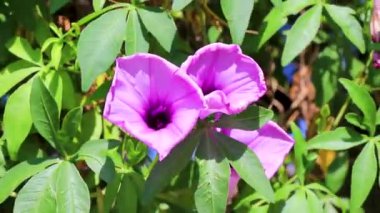 Pembe mor Meksika Mor Sabahı İhtişamlı Ipomoea çiçekleri çitin üzerinde yeşil yapraklarla Playa del Carmen Meksika 'da.