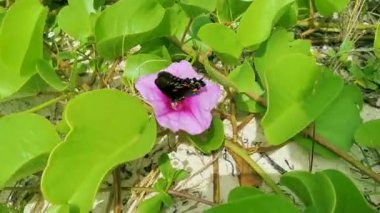 Tropikal Meksika Kelebeği, Playa del Carmen Quintana Roo Meksika 'daki ormandaki ve doğadaki pembe bir sabah çiçeği bitkisinin üzerinde oturuyor..