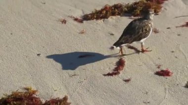 Sandpiper çullukları erkek kuş çullukları kum suyunda koşan dişi kuş kuşları ve Playa del Carmen Quintana Roo Mexico 'daki tropik Meksika Karayip sahillerinde dalgalar..