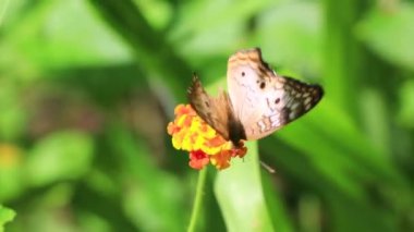 Tropikal Meksika Kelebeği, Playa del Carmen Quintana Roo Meksika 'daki ormanda ve doğada yeşil sarı bir çiçek bitkisinin üzerinde oturuyor..