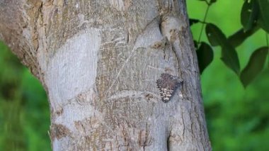 Tropik Meksika Kelebeği, Playa del Carmen Quintana Roo Meksika 'da ormandaki ve doğadaki bir ağaç kabuğunda oturuyor..