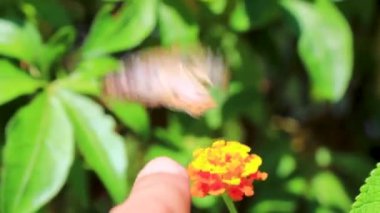 Tropikal Meksika Kelebeği, Playa del Carmen Quintana Roo Meksika 'daki ormanda ve doğada sarı bir portakal çiçeğinin üzerinde oturuyor..