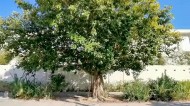 Playa del Carmen Quintana Roo Mexico 'da kocaman, güzel bir Banyan Ficus Benjamin Maxima incir ağacı..